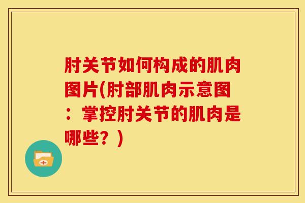 肘关节如何构成的肌肉图片(肘部肌肉示意图：掌控肘关节的肌肉是哪些？)