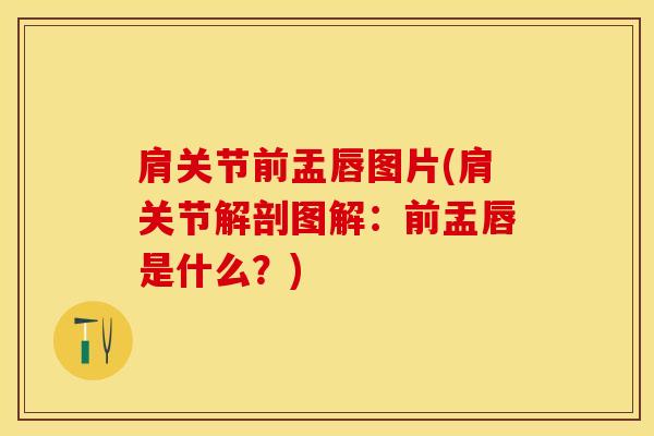 肩关节前盂唇图片(肩关节解剖图解：前盂唇是什么？)