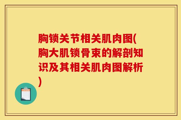 胸锁关节相关肌肉图(胸大肌锁骨束的解剖知识及其相关肌肉图解析)