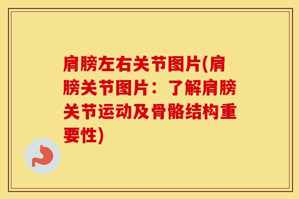 肩膀左右关节图片(肩膀关节图片：了解肩膀关节运动及骨骼结构重要性)