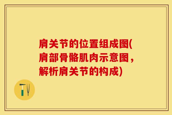 肩关节的位置组成图(肩部骨骼肌肉示意图，解析肩关节的构成)