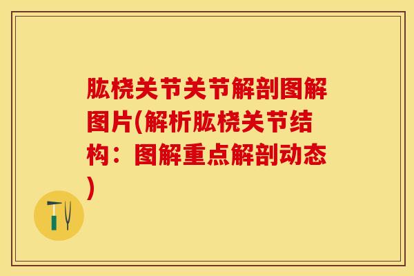 肱桡关节关节解剖图解图片(解析肱桡关节结构：图解重点解剖动态)