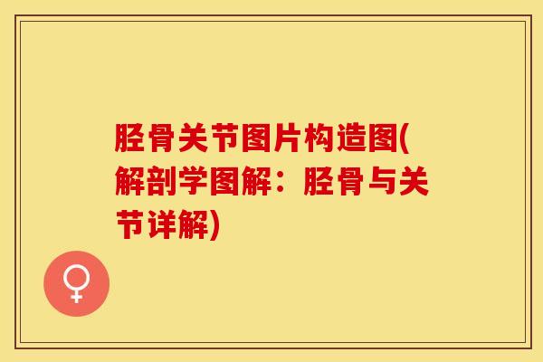 胫骨关节图片构造图(解剖学图解：胫骨与关节详解)
