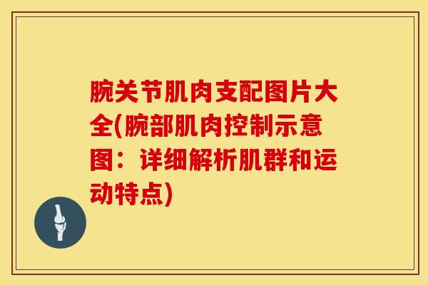 腕关节肌肉支配图片大全(腕部肌肉控制示意图：详细解析肌群和运动特点)