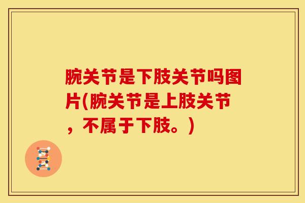腕关节是下肢关节吗图片(腕关节是上肢关节，不属于下肢。)