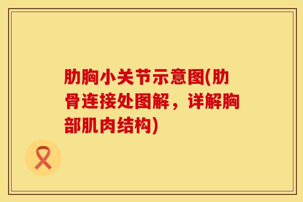 肋胸小关节示意图(肋骨连接处图解，详解胸部肌肉结构)