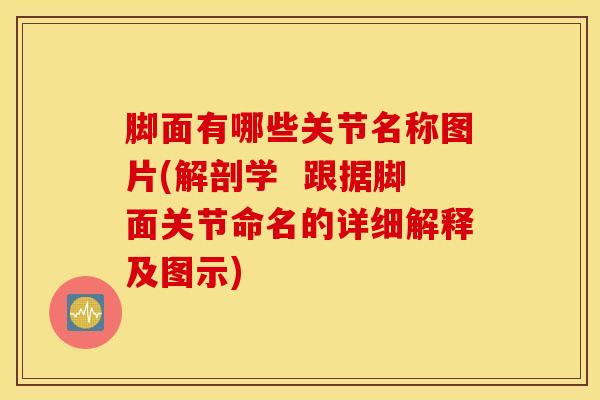 脚面有哪些关节名称图片(解剖学  跟据脚面关节命名的详细解释及图示)