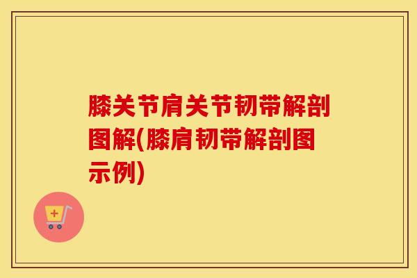 膝关节肩关节韧带解剖图解(膝肩韧带解剖图示例)
