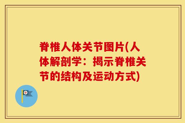 脊椎人体关节图片(人体解剖学：揭示脊椎关节的结构及运动方式)