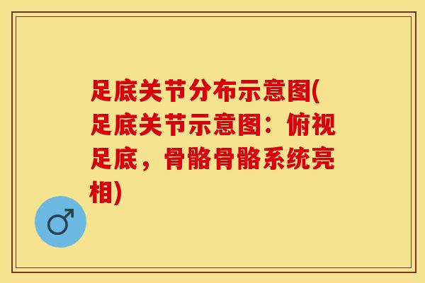 足底关节分布示意图(足底关节示意图:俯视足底,骨骼骨骼系统亮相) 足底关节分布示意图(足底关节示意图:俯视足底,骨骼骨骼系统亮相)