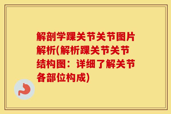 解剖学踝关节关节图片解析(解析踝关节关节结构图：详细了解关节各部位构成)