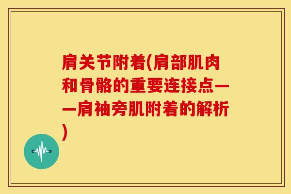肩关节附着(肩部肌肉和骨骼的重要连接点——肩袖旁肌附着的解析)