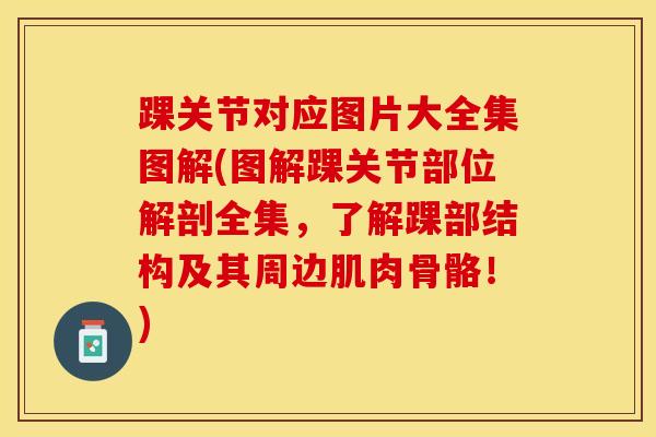 踝关节对应图片大全集图解(图解踝关节部位解剖全集，了解踝部结构及其周边肌肉骨骼！)