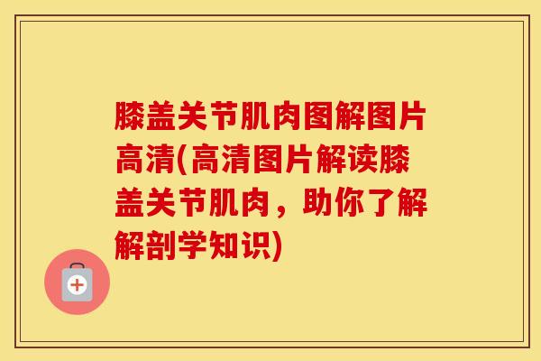 膝盖关节肌肉图解图片高清(高清图片解读膝盖关节肌肉，助你了解解剖学知识)